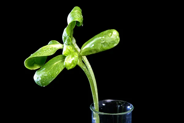 Green sunflower plant sprouts isolated — Stock Photo, Image