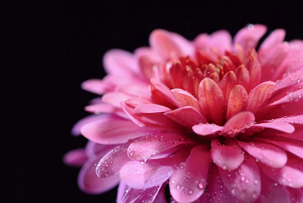 Stock image Chrysanthemum on a black