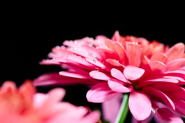 stock image Red chrysanthemum on a black