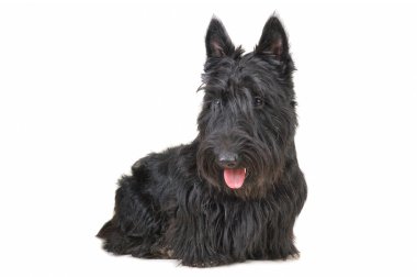 Scottish terrier clipart