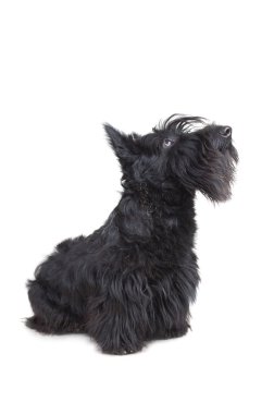 Scottish terrier clipart