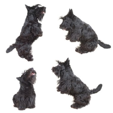 Scottish terrier clipart