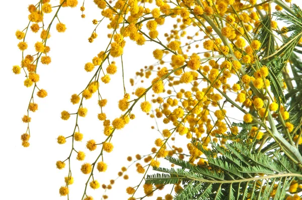 Gele mimosa — Stockfoto
