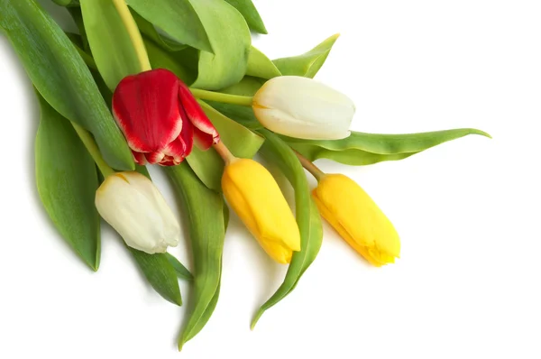 Colored tulips — Stock Photo, Image