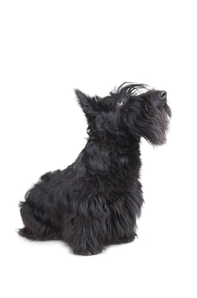 Scottish terrier — Stock Photo, Image