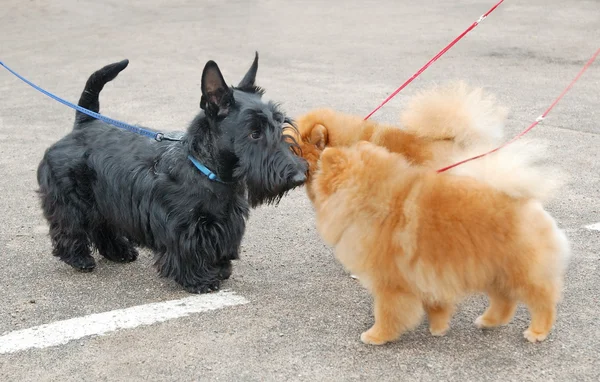 köpek göstermek