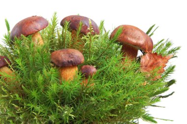 Boletus mantarı Kral