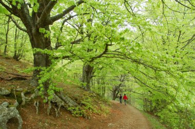 Path through the forest clipart