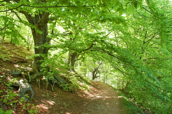 Camino a través del bosque — Foto de Stock
