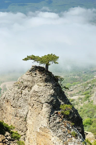 Pine op berg — Stockfoto