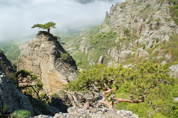 Pine on mountain — Stock Photo, Image