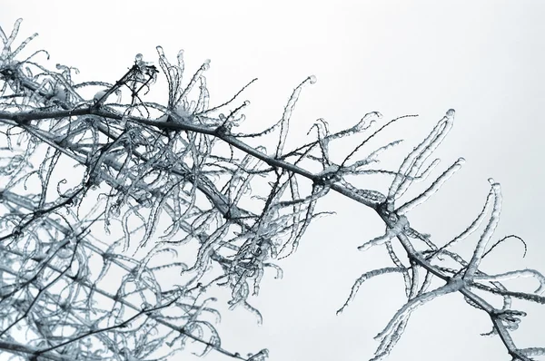 Ice on tree — Stock Photo, Image