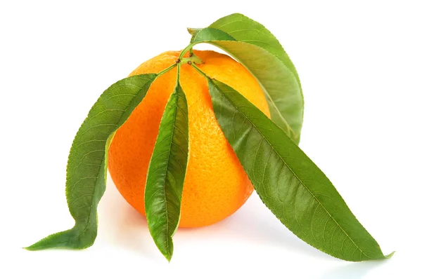 Agrumi arancioni — Foto Stock