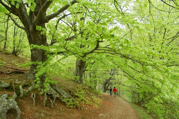Camino a través del bosque — Foto de Stock
