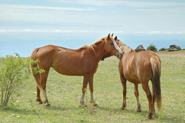 Casal de cavalos — Fotografia de Stock