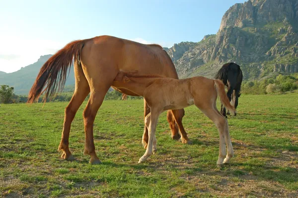 Foal and mare — Stock Photo, Image