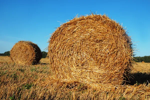 Hay bales Royalty Free Stock Images