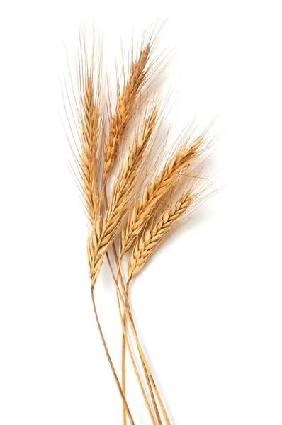 Uši pšenice Stock Fotografie