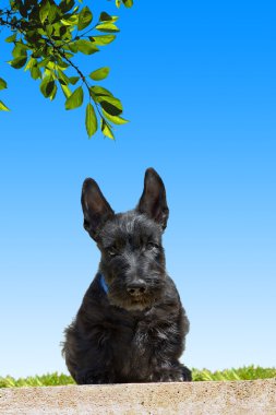 Scottish Terrier clipart