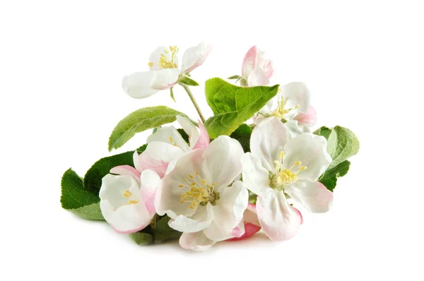 Ramita de manzano con flores — Foto de Stock