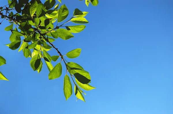 stock image Green leaves