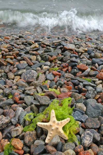 stock image Pebble beach