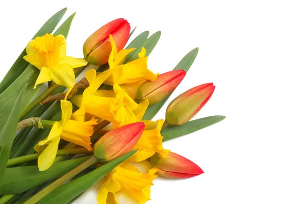 Červené tulipány a žlutý Narcis — Stock fotografie