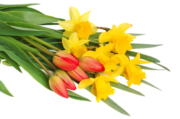 Červené tulipány a žlutý Narcis — Stock fotografie