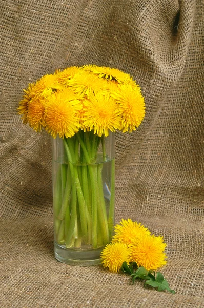 Bunch of dandelions — Stock Photo, Image