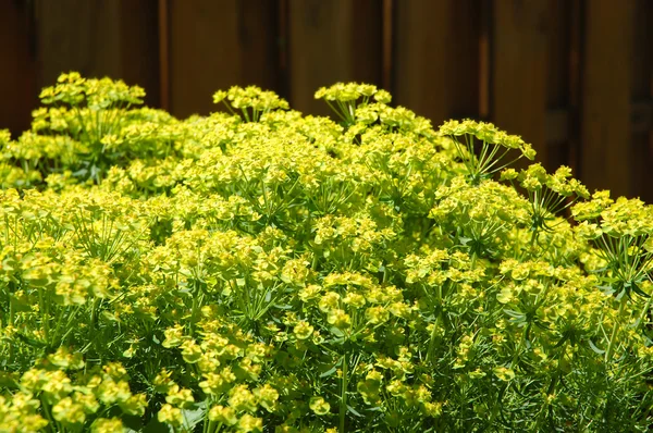 Flores verdes — Fotografia de Stock
