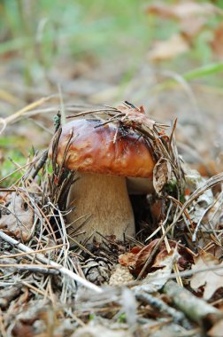 King bolete in the forest clipart