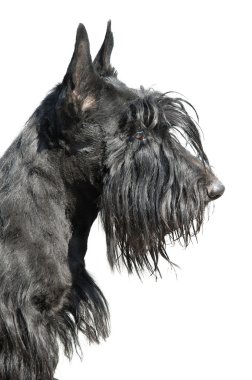 Scottish terrier clipart