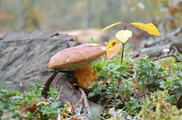King bolete in the forest — Stock Photo, Image