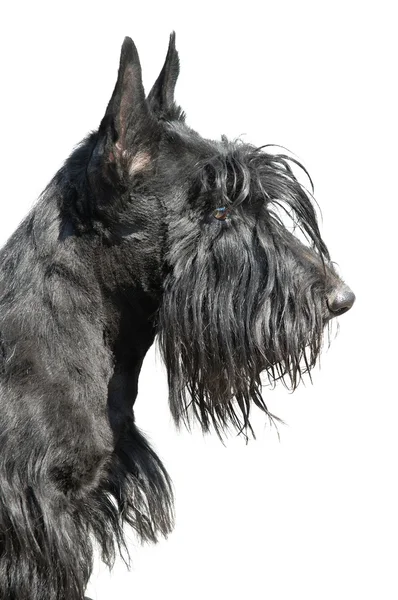 Terrier escocés — Foto de Stock