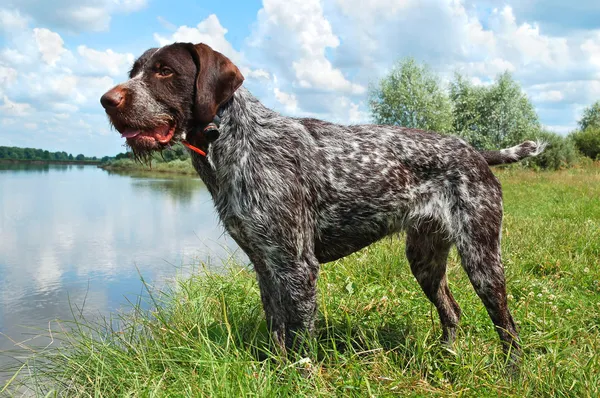 German wirehaired pointer — Stock Photo, Image