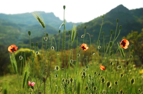 Field with poppy — Stock Photo, Image