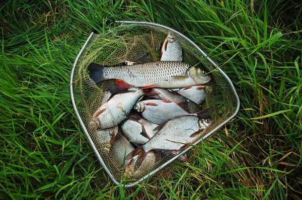 Ловля рыбы — стоковое фото