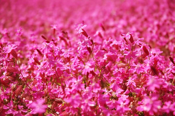 Campo de flores rosa — Foto de Stock