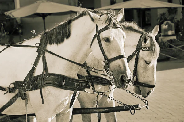 Dois cavalos brancos — Fotografia de Stock
