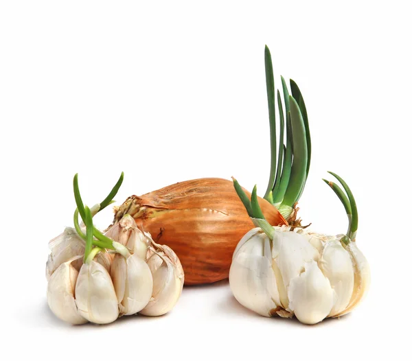 Βολβοί σκόρδο και κρεμμύδι — Φωτογραφία Αρχείου