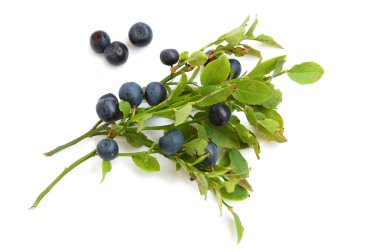 bilberry