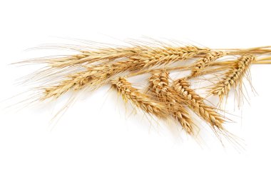 Wheat ears clipart