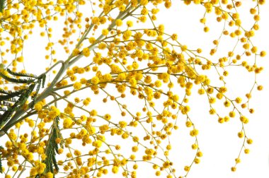 Yellow mimosa clipart