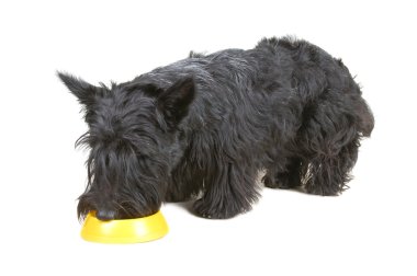 Scottish terrier clipart