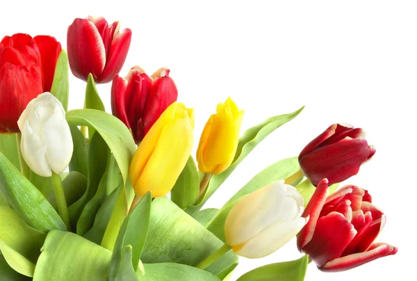 Kolorowe tulipany — Zdjęcie stockowe