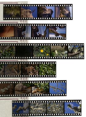 Slide film clipart