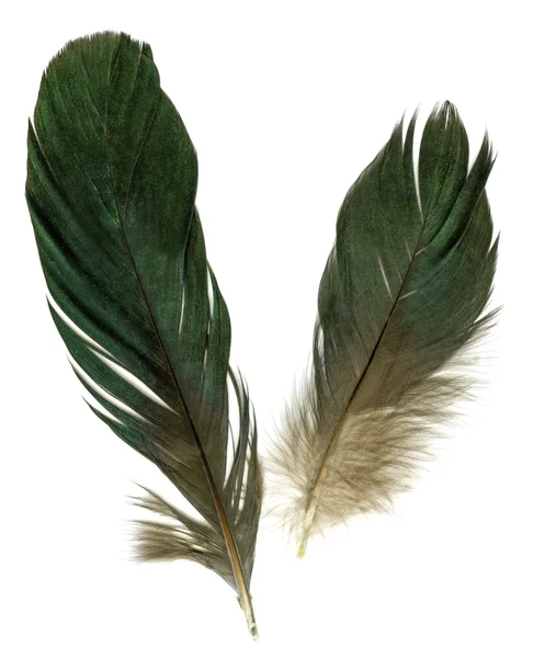 Два вороновых перья — стоковое фото