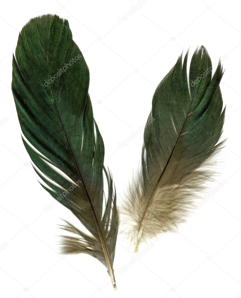Two raven feathers