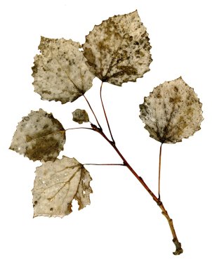 Dry leaf structure clipart