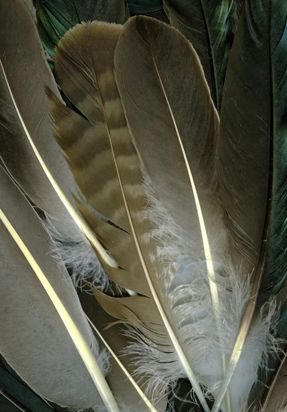 Raven feathers — Stock Photo, Image